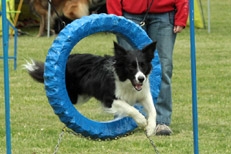 Agility